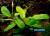Буцефаландра Шайн Грин (bucephalandra sp. shine green)